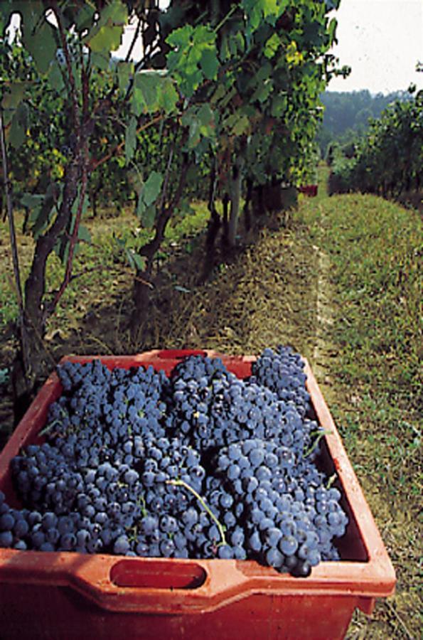 Marchesi Incisa Winery Lodge Rocchetta Tanaro Extérieur photo