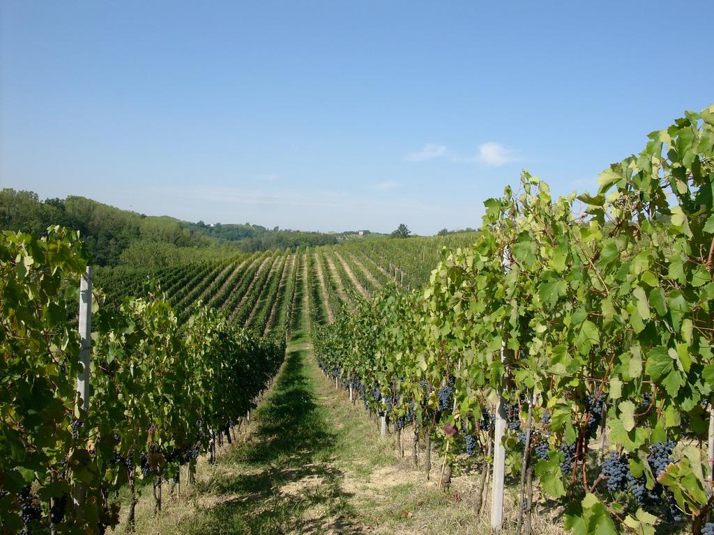 Marchesi Incisa Winery Lodge Rocchetta Tanaro Extérieur photo